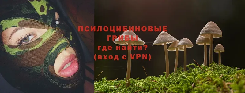 цены   Вичуга  Псилоцибиновые грибы Psilocybe 